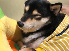 -逗柴咖啡屋·狗咖猫咖宠物桌游
