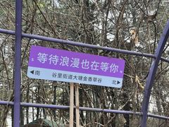 -大塘金香草谷