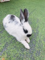 -萌宠亲子动物乐园(槐房万达店)