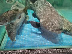 -聚福宝合苑食府(南头镇店)