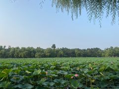 -长春市南湖公园