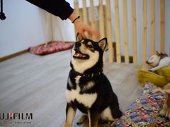 -柴迷FANS CLUB·柴犬狗咖·猫咖