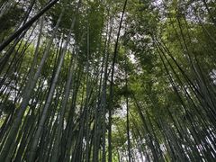 -西湖风景区十里琅珰-五云山