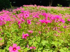 -金鸡湖桃花岛