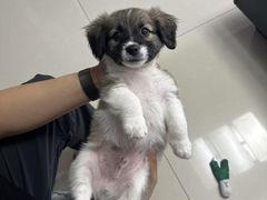 -艾贝尔宠物医院 ·内科全科(梁溪路店)