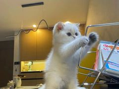 -欣宠猫屋·矮脚拿破仑·蓝金金渐层