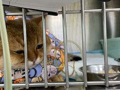 -东莞宠友24H宠物中心医院·转诊夜诊·异宠(新河北路院)