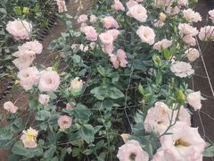 -长春农业博览园