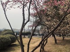 -中央公园(苏州工业园区)