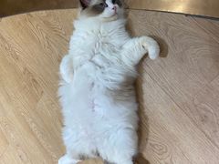 -1013 PET SHOP精品宠物商店(丁香店)