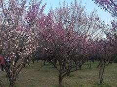 -蜀冈西峰生态公园