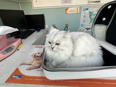 -纳吉亚猫专科动物医院·北北分院