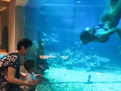 -海棠湾洲际-涛·海底餐厅·美人鱼·自助餐·海底隧道