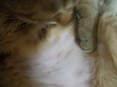 -灵美宠物诊所