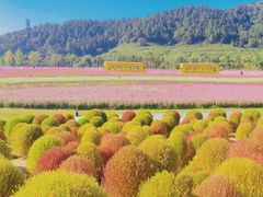 -径山花海