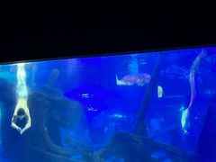-江和美海洋公园