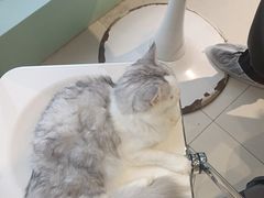 -怪兽屋·羊驼·猫咖·狗咖(俊华广场店)