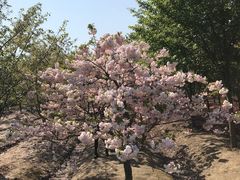 -广富林郊野公园