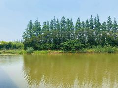 -上海长兴岛郊野公园