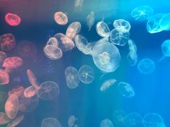 -左海海底世界