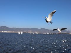 -海埂大坝