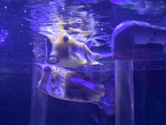 -太平洋海底世界