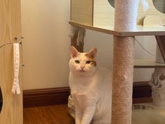 -宠颐生猫科·内科皮肤科(西平世纪城店)