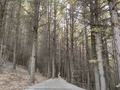 -苏木山森林公园
