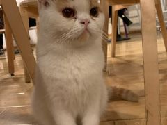 -Cappucimeow猫咪咖啡馆(韦伯时代店)