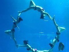 -烟台海昌鲸鲨海洋公园