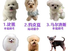 -翊宠yipet猫狗购宠庄园犬舍•猫舍