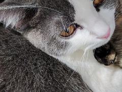 -佳雯宠物医院·皮肤科·内外科(春晓路分院)