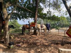 -铁山坪森林公园