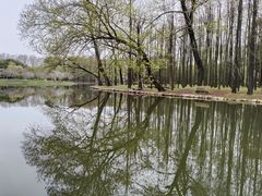 -上海共青森林公园