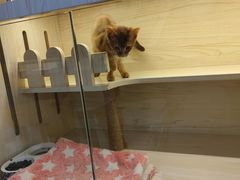 -柚子猫舍·精品猫舍购猫·猫咪认养·购宠·宠物店
