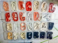 -酷以爬仙阁实体爬宠店·守宫·蜥蜴·专业繁育