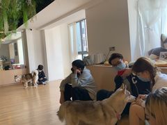 -Husky Go! 哈士奇体验馆·宠物咖啡厅狗咖