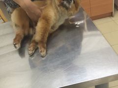 -爱侣宠医·鹦鹉专科·小型哺乳类·异宠专科(灵石路店)