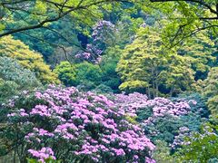 -梧桐山风景名胜区