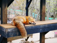 -宫城藏王狐狸村