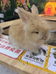 -神奇动物撸宠馆·羊驼·小浣熊·异宠(豫园店)