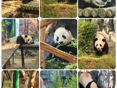 -五龙山野生动物王国