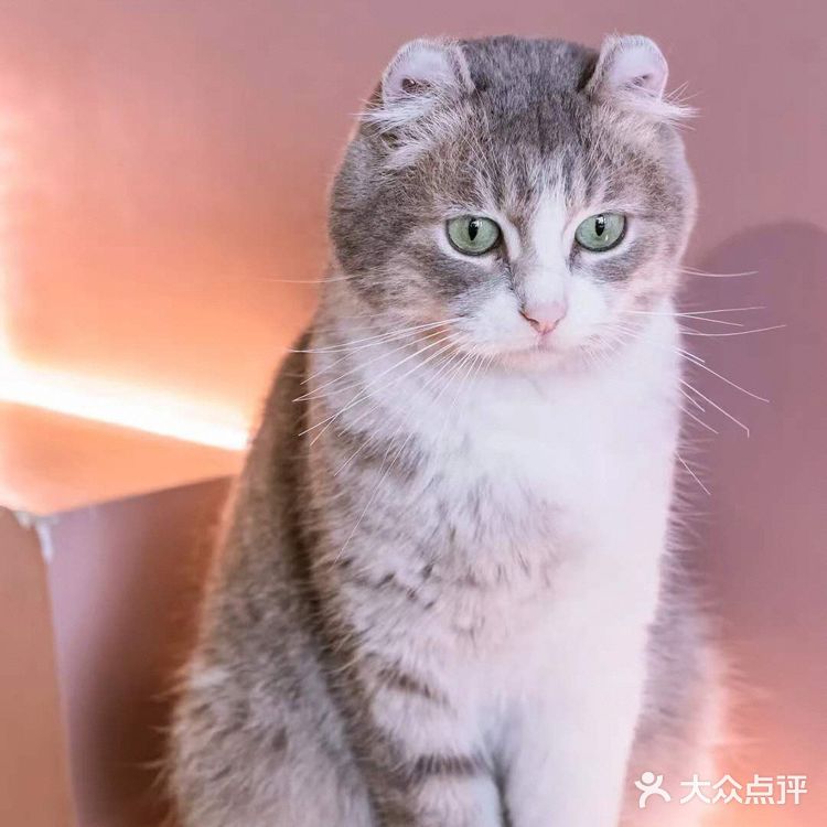 北京路独栋三层猫咖,男朋友赖着不肯走…