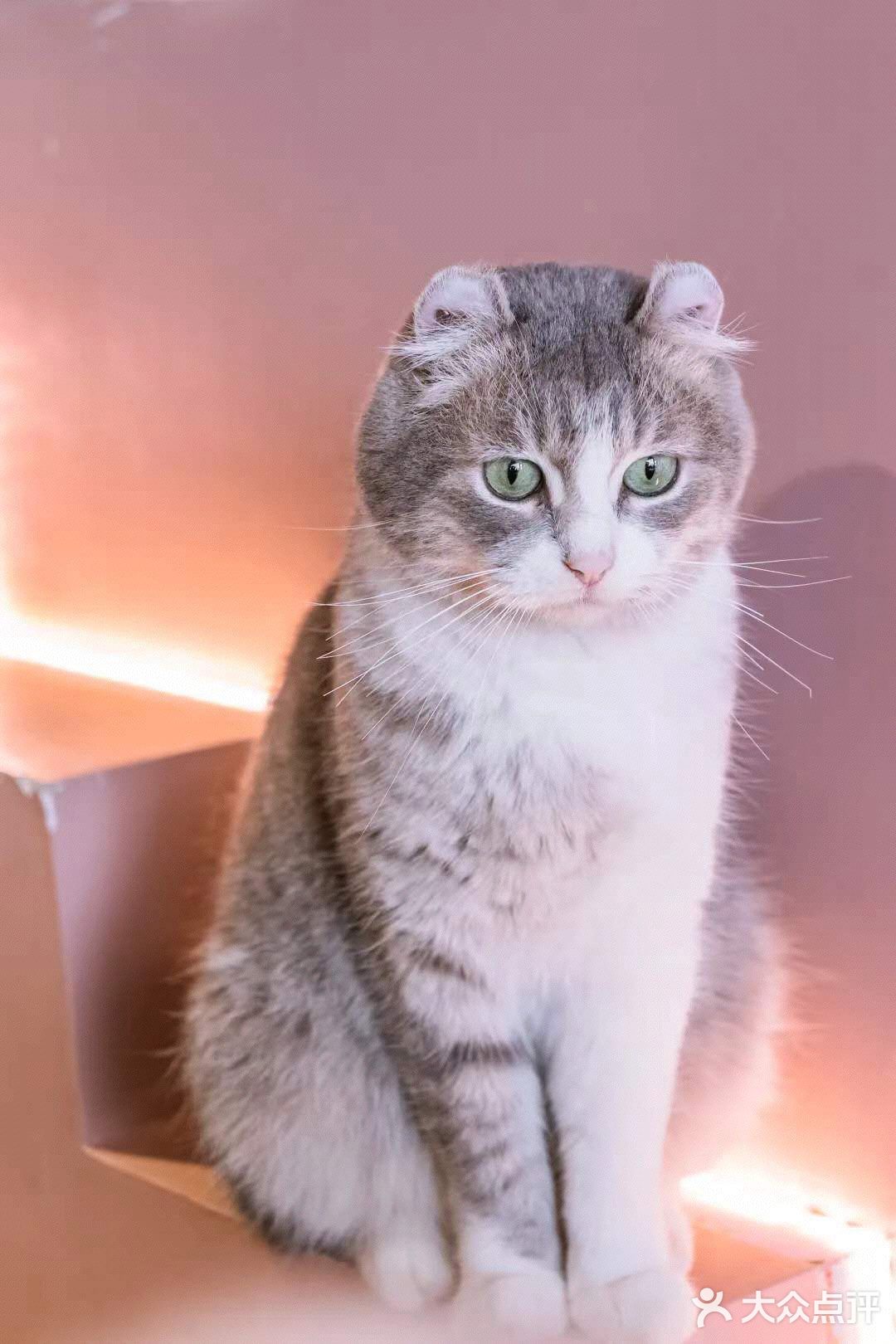 北京路独栋三层猫咖，男朋友赖着不肯走…