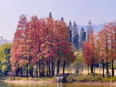 -四海公园(南山区)