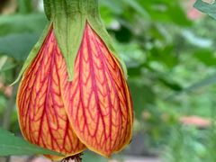 -广州神农草堂中医药博物馆