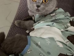 -创凡宠物医院·骨专科  猫科中心(西乡分院)