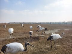 -盐城丹顶鹤湿地生态旅游区