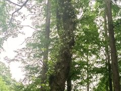 -董寨国家级自然保护区白云保护站