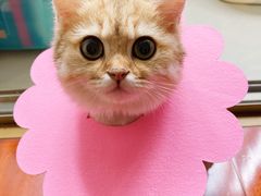 -momokira米努特·德文卷毛猫·棉花面纱犬